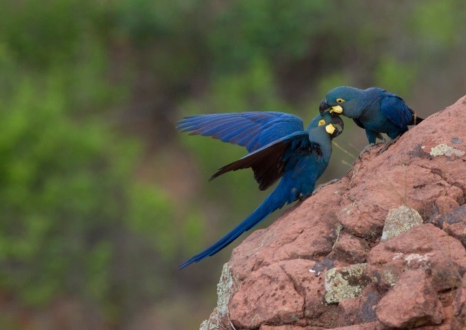 GPS ajuda a combater a extinção da arara-azul-de-lear