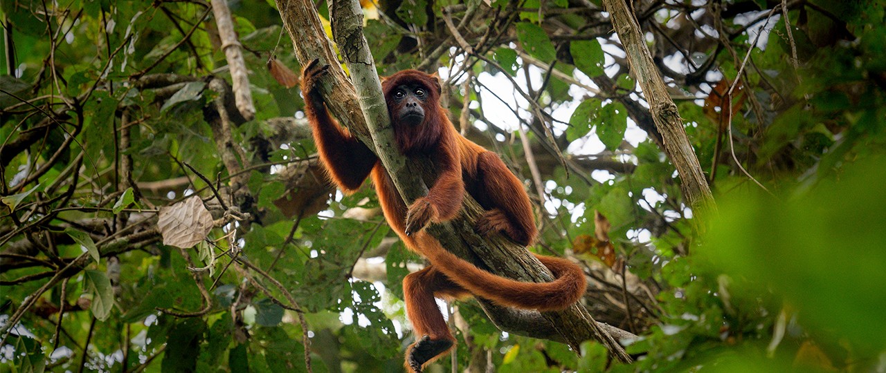 Os macacos bugios são símbolos da Floresta Amazônica, mas também estão presentes em grande parte do país
