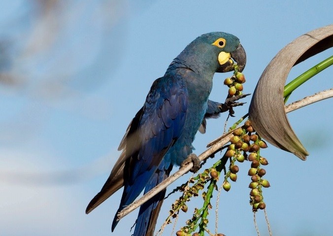 Extinção ds Arara Azul