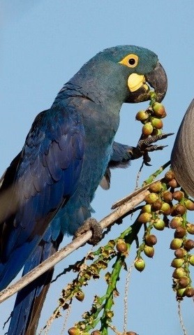 Arara Azul e tecnologia GPS  / GPS ajuda a combater a extinção da arara-azul-de-lear / Extinção ds Arara Azul